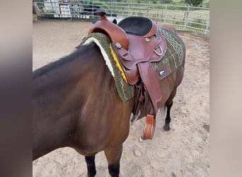 16" Westernsattel zu verkaufen