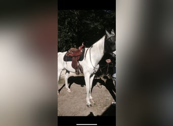 Continental  Continental