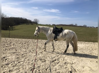 Hidalgo Colorado light westernsattel