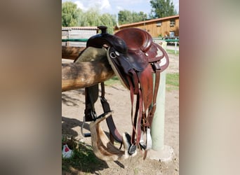 Unikat! Lag nur wenige Male auf dem Pferd 