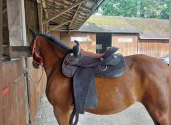 Westernsattel 16'