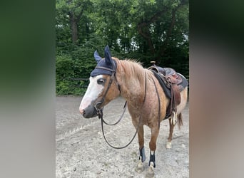 Westernsattel Reiner/Freizeitsattel