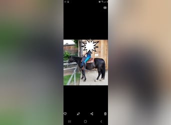 Westernsattel von simco abzugeben