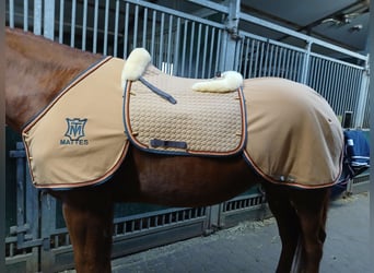 Edles Weihnachtsgeschenk