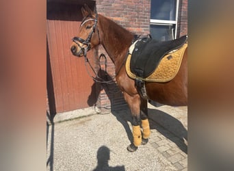 Kentucky horseware Set neuwertig Senfgelb
