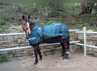 BEMER Horse Set gebraucht