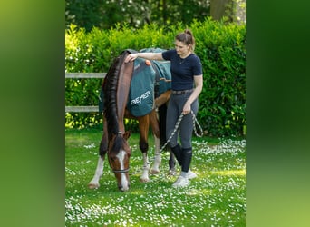 Bemer Horse-Set NEU