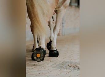 Consteed Hufschuhe - Professionelle Ganganalyse