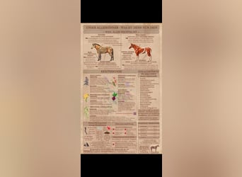 Das ALLESKÖNNER HANF&KRÄUTER Müsli für dein Pferd