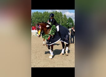 Dressurausbildung, Turniervorstellung, Vermarktung 