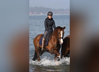 Dressurausbildung, Turniervorstellung, Vermarktung 