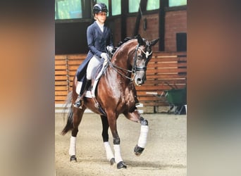 Dressurausbildung, Turniervorstellung, Vermarktung 