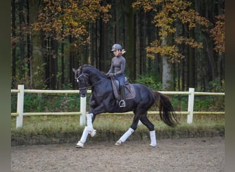 Dressurausbildung, Turniervorstellung, Vermarktung 