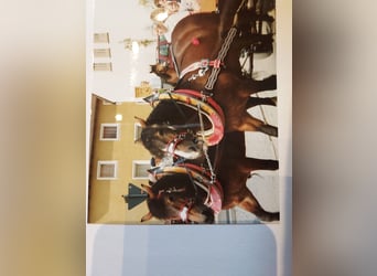 Festgeschirre komplett mit Halfter, Kummet, etc. zum Einspannen für Kaltblüter