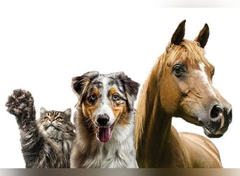 Ganzheitliche Tierhilfe - Verhalten, Psyche, Herdenprobleme