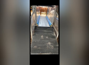 Horse-Gym 2000 Pferdelaufband Typ S3