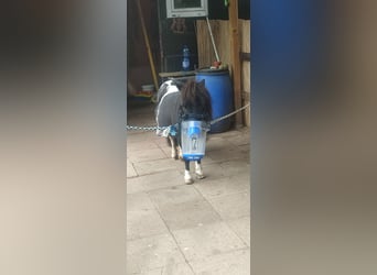 Inhaliergerät Inhalator SaHoMa 2 von Nebu-Tec