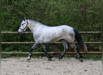 Kaufe Ponys und Pferde schnelle Abwicklung