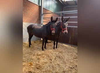 Kaufe Ponys und Pferde schnelle Abwicklung