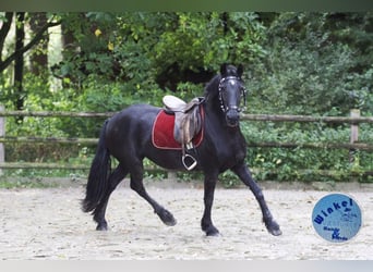 Kaufe Ponys und Pferde schnelle Abwicklung