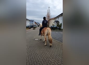 Mobiler Beritt & Korrekturberitt
