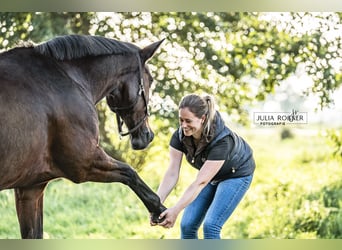 Osteopathie / Physiotherapie für Pferde