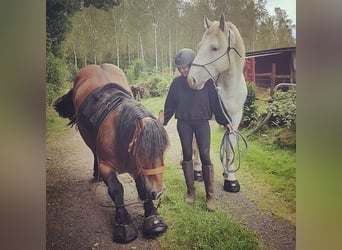 paar von Cavallo trek,regular, größe0-10, schwarz Farben: schwarz und grün und lila