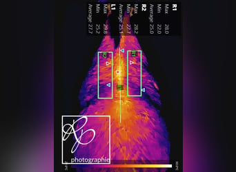 Pferdethermografie und Sattelkontrolle equithermoscan