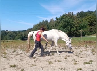 Physiotherapie für Pferde