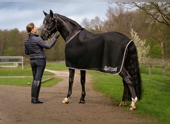 Quittpad® >>>  druckentlastende und klimatisierende Sattelunterlagen, Sattelgurte und Pferdedecken