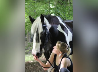 Verhaltenstherapie für Pferde