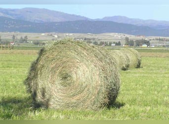 Verkaufen BIO  Heuballen