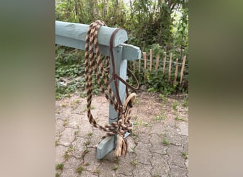Bosal für Kleinpferde