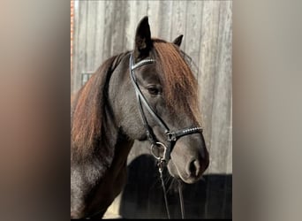 Fjölnir Trense Islandpferd schwarz | Strass | Isländer