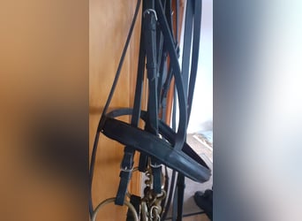 Dressurkandarenzaum WB inkl. Sprenger Aurigan Kandare+Unzerlegtrense + Zügel&Kinnkette