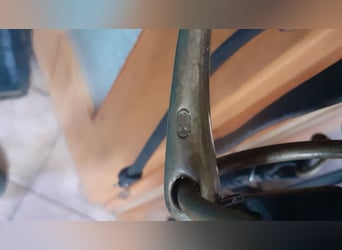 Dressurkandarenzaum WB inkl. Sprenger Aurigan Kandare+Unzerlegtrense + Zügel&Kinnkette