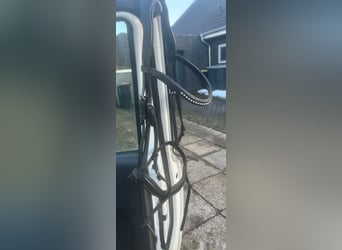 Kantrie Trense Vollblut 