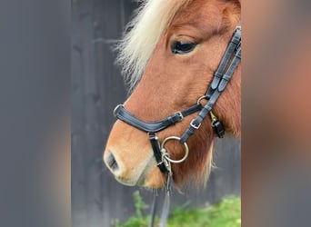 NEU: Exklusives Weihnachtsgeschenk! Equitec SET Luxuszaumzeug mit vielen Stirnriemen +Stübben Zügel