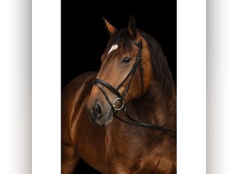 Kerbl Trensenzaum Kaltblut schwarz UVP 34,99€