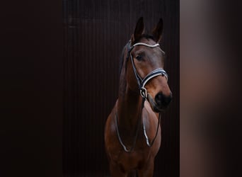 Magic horsedesign Trense, schwarz Lack, weiß unterlegt mit Glitzer 