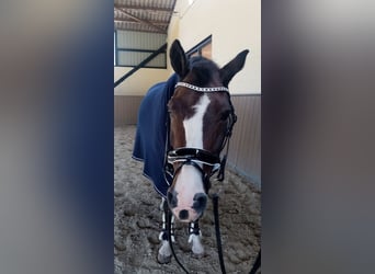Wunderschöne anatomische Trense aus Lackleder mit Strasssteinchen