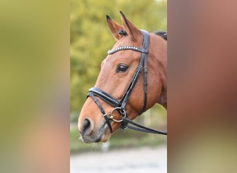 Trense Luxury von BUSSE VB