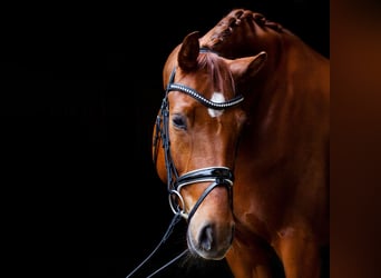 Trense von Horsestar
