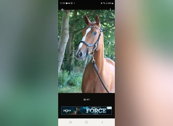 Micklem competition neuwertig