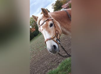 Schicke Trense in Größe WB