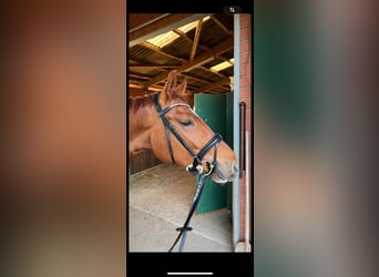 Trense von Magic Tack/ Harmony + 1 Extra Stirnriemen
