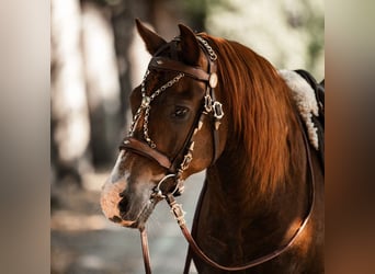 Working Equitation: Original Signum Sattelservice Offizierszaum, braun, mit Zügeln, topp