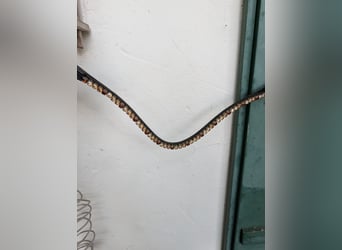 Savrovski Stirnband sehr schön geschnitten