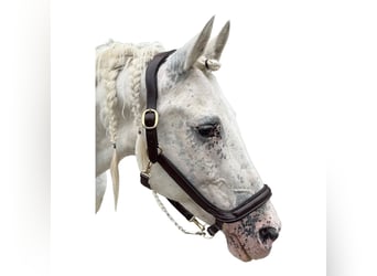 Anatomisch geformtes Halfter extra dick gepolstert