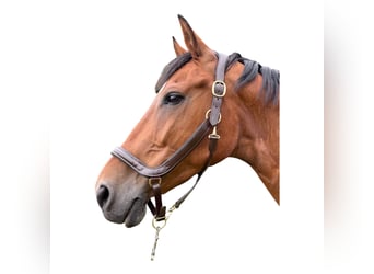 Anatomisch geformtes Halfter extra dick gepolstert